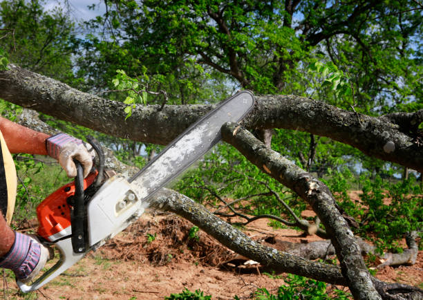 Trusted Hunter, OH  Tree Services Experts